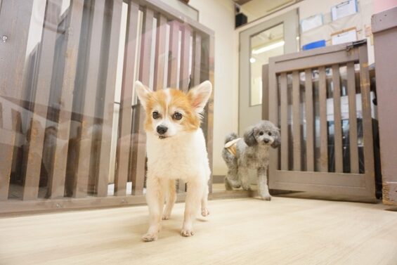 ヌーノクラブ　犬のペットホテル　東京　中野区　フリースペースでのびのび　お預かり中 　ケンシロウ_640