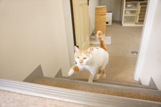 ヌーノクラブ　猫専用ペットホテル　都内　中野区　フリースペースでのびのび　お預り中の猫ちゃん　おもち_640