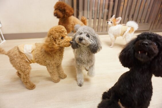 ヌーノクラブ　犬のペットホテル　東京　中野区　フリースペースでのびのび　お預かり中 　もも、まる、ごま_640