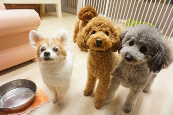 ヌーノクラブ　犬のペットホテル　東京　中野区　フリースペースでのびのび　お預かり中 　もも、まる、ごま_640