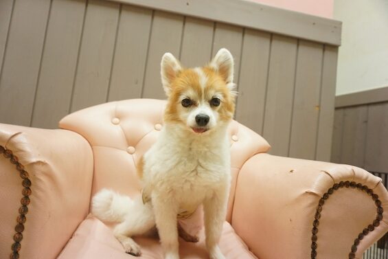 ヌーノクラブ　犬のペットホテル　東京　中野区　フリースペースでのびのび　お預かり中 　ケンシロウ_640