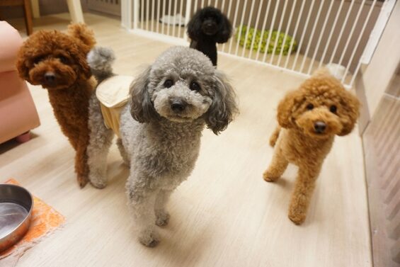 ヌーノクラブ　犬のペットホテル　東京　中野区　フリースペースでのびのび　お預かり中 　もも、まる、ごま_640
