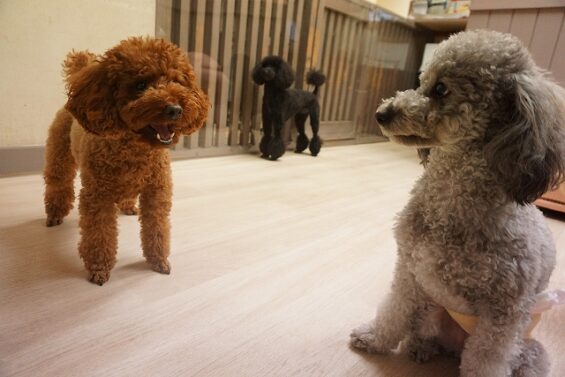 ヌーノクラブ　犬のペットホテル　東京　中野区　フリースペースでのびのび　お預かり中 　もも、まる、ごま_640