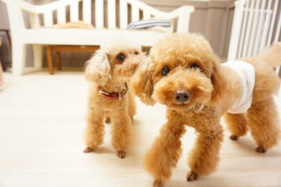 ヌーノクラブ　犬のペットホテル　東京　中野区　フリースペースでのびのび　お預かり中 　チョコ、ハコ_640