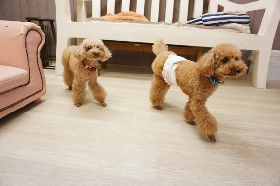 ヌーノクラブ　犬のペットホテル　東京　中野区　フリースペースでのびのび　お預かり中 　チョコ、ハコ_640
