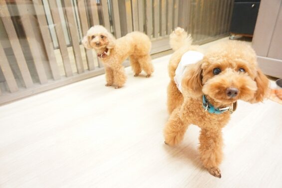 ヌーノクラブ　犬のペットホテル　東京　中野区　フリースペースでのびのび　お預かり中 　チョコ、ハコ_640