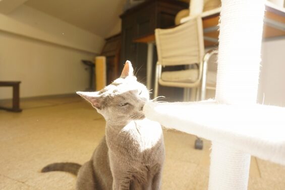 ヌーノクラブ　猫専用ペットホテル　都内　中野区　フリースペースでのびのび　お預り中の猫ちゃん　ヘイロー_640