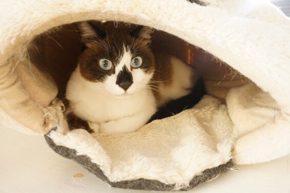ヌーノクラブ　猫専用ペットホテル　都内　中野区　フリースペースでのびのび　お預り中の猫ちゃん　チョコレート_640