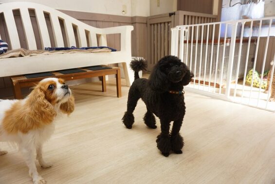 ヌーノクラブ　犬のペットホテル　東京　中野区　フリースペースでのびのび　お預かり中 　トイプードルのさくらちゃん