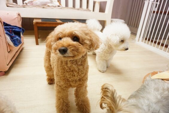 ヌーノクラブ　犬のペットホテル　東京　中野区　フリースペースでのびのび　お預かり中 　トイプードルのアニー_640