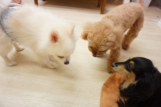 ヌーノクラブ　犬のペットホテル　東京　中野区　フリースペースでのびのび　お預かり中 　福_640