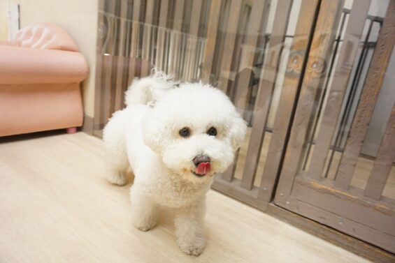 ヌーノクラブ　犬のペットホテル　東京　中野区　フリースペースでのびのび　お預かり中 　ビションの菜々子_640