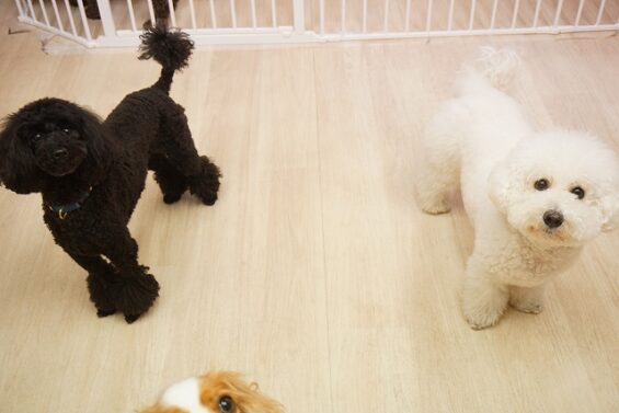 ヌーノクラブ　犬のペットホテル　東京　中野区　フリースペースでのびのび　お預かり中 　ビションの菜々子_640