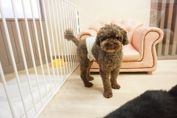 ヌーノクラブ　犬のペットホテル　東京　中野区　フリースペースでのびのび　お預かり中 　トイプードルのオタ_640