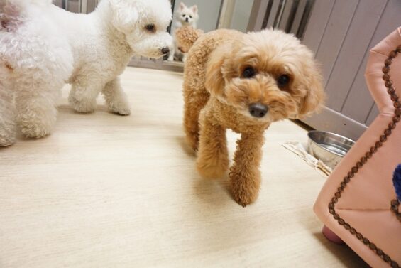 ヌーノクラブ　犬のペットホテル　東京　中野区　フリースペースでのびのび　お預かり中 　トイプードルのアニー_640