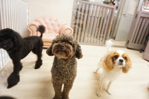 ヌーノクラブ　犬のペットホテル　東京　中野区　フリースペースでのびのび　お預かり中 　トイプードルのオタ_640