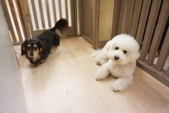 ヌーノクラブ　犬のペットホテル　東京　中野区　フリースペースでのびのび　お預かり中 　ビションの菜々子_640