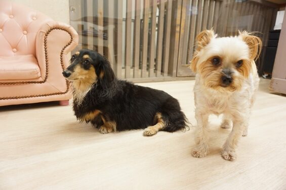 ヌーノクラブ　犬のペットホテル　東京　中野区　フリースペースでのびのび　お預かり中 　ダックスのkuma_640