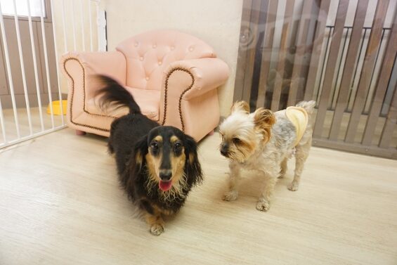 ヌーノクラブ　犬のペットホテル　東京　中野区　フリースペースでのびのび　お預かり中 　ダックスのkuma_640