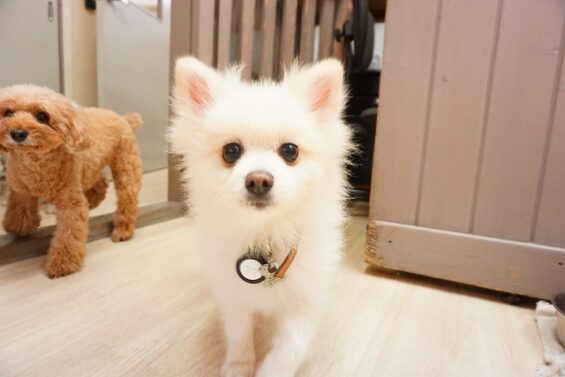 ヌーノクラブ　犬のペットホテル　東京　中野区　フリースペースでのびのび　お預かり中 　福_640