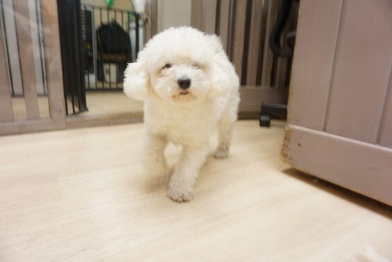 ヌーノクラブ　犬のペットホテル　東京　中野区　フリースペースでのびのび　お預かり中 　トイプードルのオタ_640