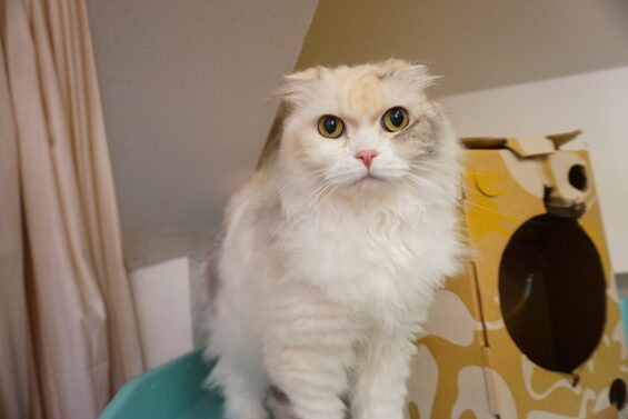 ヌーノクラブ　猫専用ペットホテル　都内　中野区　フリースペースでのびのび　お預り中の猫ちゃん 　スコティッシュフォールドのもも_640