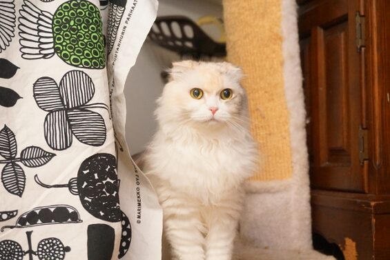 ヌーノクラブ　猫専用ペットホテル　都内　中野区　フリースペースでのびのび　お預り中の猫ちゃん 　スコティッシュフォールドのもも_640