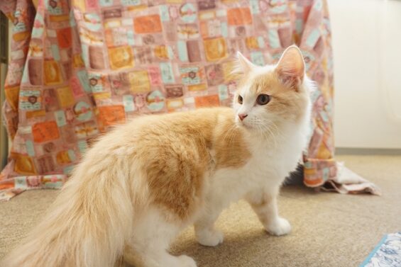 ヌーノクラブ　猫専用ペットホテル　都内　中野区　フリースペースでのびのび　お預り中の猫ちゃん　マロン_640