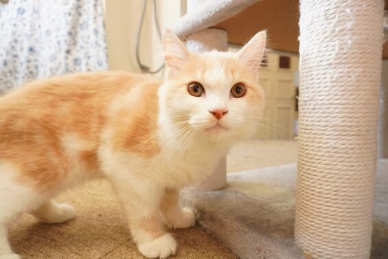 ヌーノクラブ　猫専用ペットホテル　都内　中野区　フリースペースでのびのび　お預り中の猫ちゃん　マロン_640