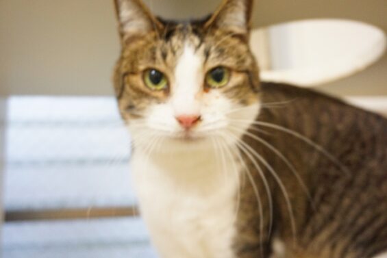ヌーノクラブ　猫専用ペットホテル　都内　中野区　フリースペースでのびのび　お預り中の猫ちゃん　リネン_640