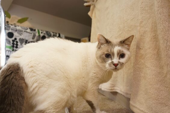 ヌーノクラブ　猫専用ペットホテル　都内　中野区　フリースペースでのびのび　お預り中の猫ちゃん　みぞれ_640