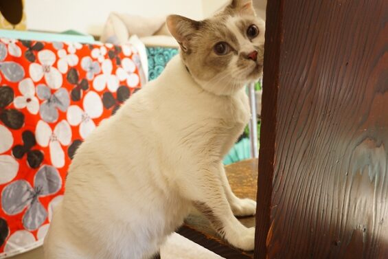ヌーノクラブ　猫専用ペットホテル　都内　中野区　フリースペースでのびのび　お預り中の猫ちゃん　みぞれ_640