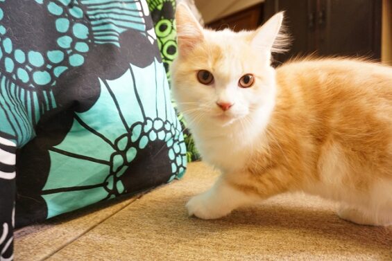 ヌーノクラブ　猫専用ペットホテル　都内　中野区　フリースペースでのびのび　お預り中の猫ちゃん　マロン_640