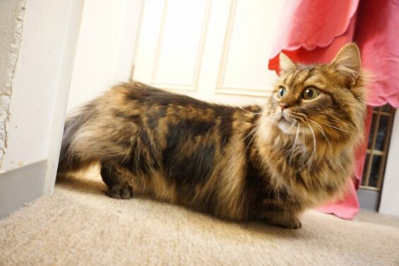 ヌーノクラブ　猫専用ペットホテル　都内　中野区　フリースペースでのびのび　お預り中の猫ちゃん　尽八_640