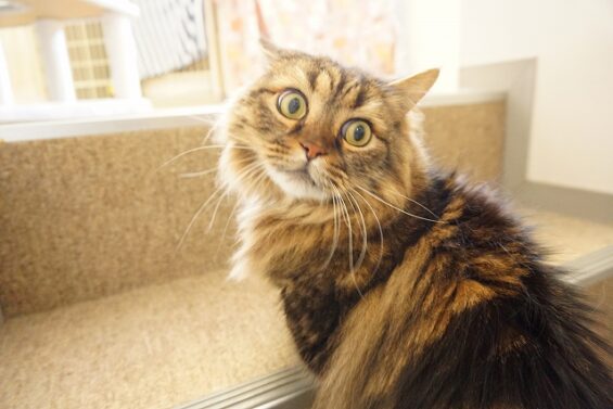 ヌーノクラブ　猫専用ペットホテル　都内　中野区　フリースペースでのびのび　お預り中の猫ちゃん　尽八_640