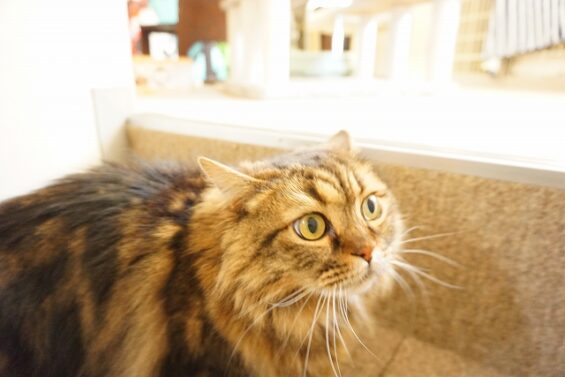 ヌーノクラブ　猫専用ペットホテル　都内　中野区　フリースペースでのびのび　お預り中の猫ちゃん　尽八_640