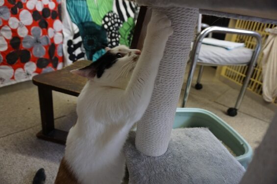 ヌーノクラブ　猫専用ペットホテル　都内　中野区　フリースペースでのびのび　お預り中の猫ちゃん　三毛猫のみけ_640