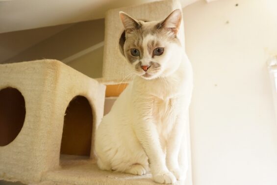 ヌーノクラブ　猫専用ペットホテル　都内　中野区　フリースペースでのびのび　お預り中の猫ちゃん　みぞれ_640