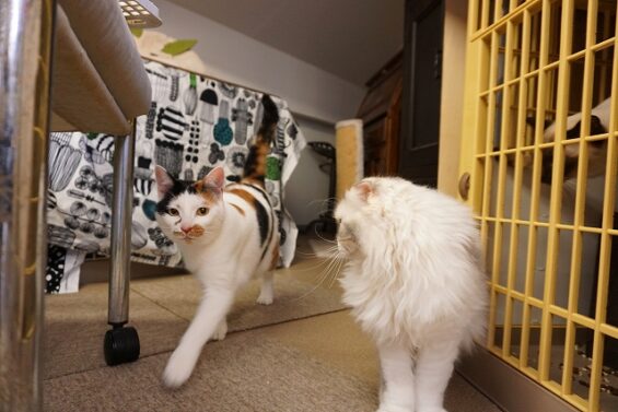ヌーノクラブ　猫専用ペットホテル　都内　中野区　フリースペースでのびのび　お預り中の猫ちゃん　三毛猫のみけ_640