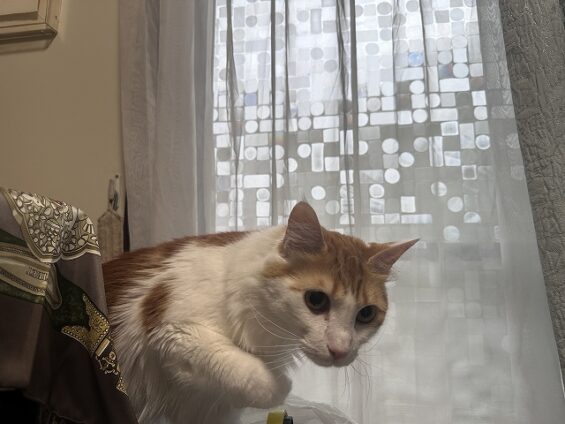 ヌーノクラブ　猫専用ペットホテル　都内　中野区　フリースペースでのびのび　お預り中の猫ちゃん　ナオ_640