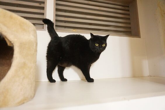 ヌーノクラブ　猫専用ペットホテル　都内　中野区　フリースペースでのびのび　お預り中の猫ちゃん　_640