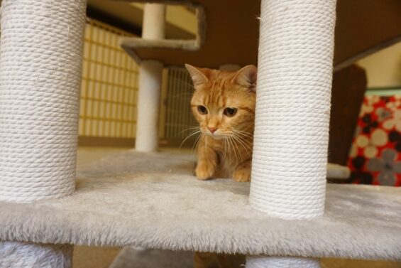 ヌーノクラブ　猫専用ペットホテル　都内　中野区　フリースペースでのびのび　お預り中の猫ちゃん　アメショの茶々丸_640