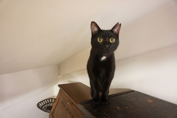 ヌーノクラブ　猫専用ペットホテル　都内　中野区　フリースペースでのびのび　お預り中の猫ちゃん　MIXのピカソ_640