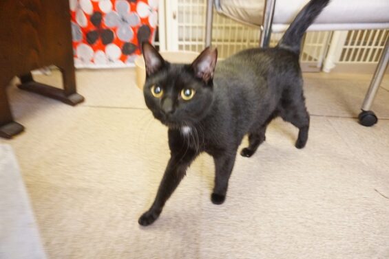 ヌーノクラブ　猫専用ペットホテル　都内　中野区　フリースペースでのびのび　お預り中の猫ちゃん　MIXのピカソ_640