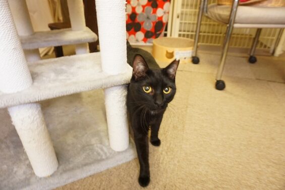 ヌーノクラブ　猫専用ペットホテル　都内　中野区　フリースペースでのびのび　お預り中の猫ちゃん　MIXのピカソ_640