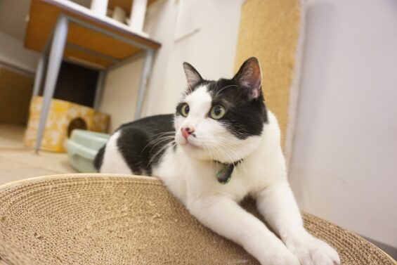 ヌーノクラブ　猫専用ペットホテル　都内　中野区　フリースペースでのびのび　お預り中の猫ちゃん　MIXのブガー_640