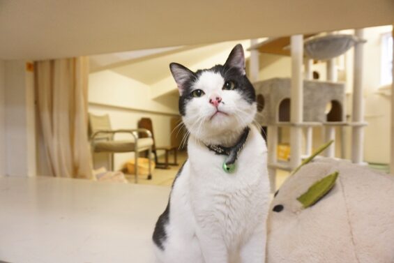 ヌーノクラブ　猫専用ペットホテル　都内　中野区　フリースペースでのびのび　お預り中の猫ちゃん　MIXのブガー_640