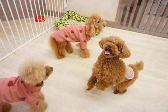 ヌーノクラブ　犬のペットホテル　東京　中野区　フリースペースでのびのび　お預かり中 　トイプードルのくりりん_640