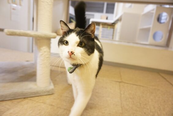 ヌーノクラブ　猫専用ペットホテル　都内　中野区　フリースペースでのびのび　お預り中の猫ちゃん　MIXのブガー_640
