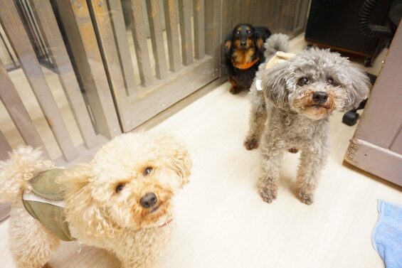 ヌーノクラブ　犬のペットホテル　東京　中野区　フリースペースでのびのび　お預かり中　トイプードルのハル・和栗_640
